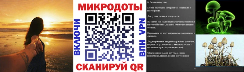 Галлюциногенные грибы Psilocybe  Стародуб 